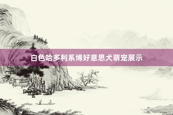 白色哈多利系博好意思犬萌宠展示